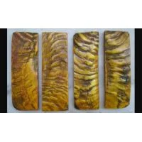 Ram's (sheep) Horn Scale
